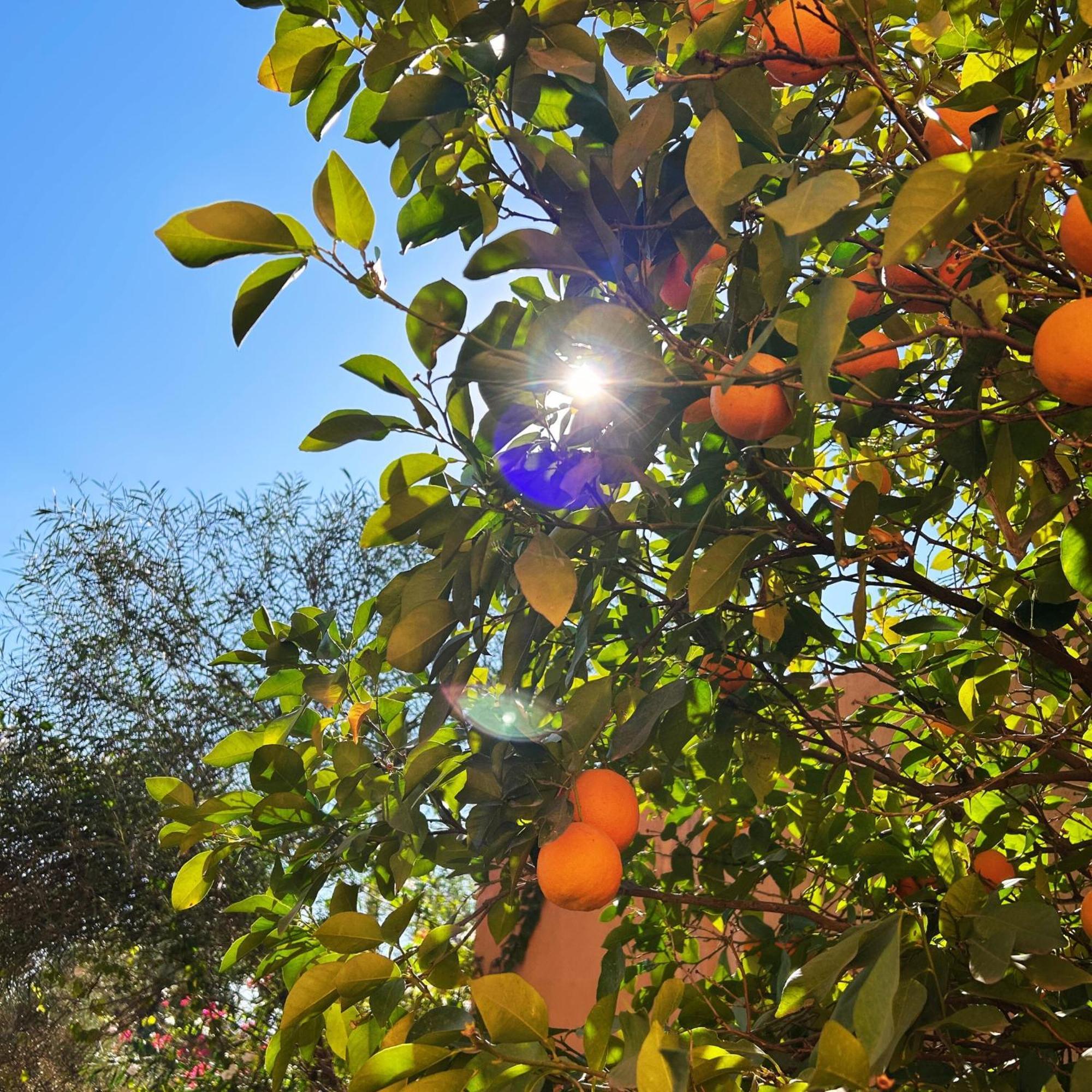 Les Jardins D'issil 3* El Aggada